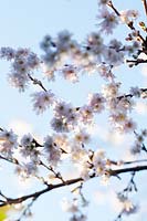 Prunus x subhirtella 'Autumnalis Rosea' - Winter Flowering Cherry