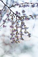 Prunus x subhirtella 'Autumnalis Rosea' - Winter Flowering Cherry