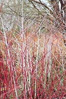 Cornus alba var. Sibirica - Siberian dogwood - with Rubus cockburnianus - white stemmed bramble.