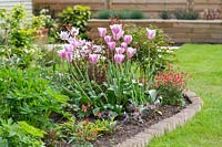 Brick edging with Tulipa 'Violet Beauty' and Aquilegia canadensis 
