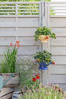 Enamel colanders hung with string as hanging baskets and planted with 
Fragaria 'Loran' - strawberry - plants 