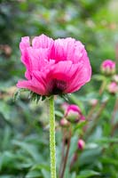 Papaver 'Pattie's Plum' - Oriental Poppy 