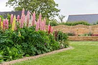 Lupinus 'Russell Hybrids' in flower bed