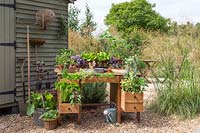Old wooden desk planted with herbs in gravel garden