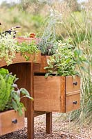 Drawers of old wooden desk planted with herbs, Sage, Mint, Curry plant and Tarragon