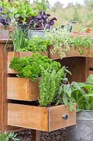 Drawers of old wooden desk planted with herbs including Chives, Parsley and Marjoram