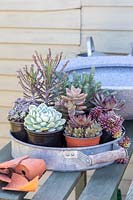 Shallow bowl of succulents
