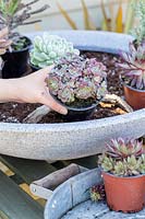 Placing succulents into bowl arranging colours and textures