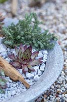 Sempervivum and Sedum rupestre in shallow bowl with gravel and driftwood