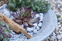 Sempervivum and Sedum rupestre in shallow bowl with gravel and driftwood