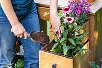 Woman planting Echinacea - Coneflowers in desk drawer of old wooden desk