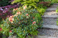 A border beside steps containing Rhododendron, Azalea, Acer palmatum japonica - Japanese acers and ferns