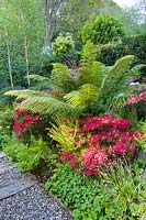 A tree fern, ferns, Rhododendrons and Azaleas in a border. Beyond is a border planted with Himalayan birches.