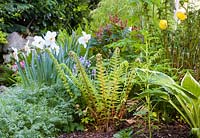 A self-sown fern grows together with Welsh poppies, bluebells, Narcissi and Hostas in a border at Ty Hwnt Yr Afon, Conwy, North Wales - photographed in May