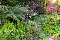 A pathway through borders. Planting includes ferns, Narcissi, Acers, Rhododendrons and a tree fern