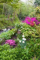 A riverside border featuring Azaleas and Narcissi