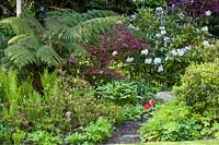 A pathway bordered by Rhododendrons, Azaleas, self-sown ferns, a tree fern, Primulas and tulips 