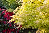 An Acer palmatum, with a Rhododendron and ferns behind, at Ty Hwnt Yr Afon, Conwy, North Wales - photographed in May