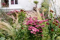 Achillea, Nasella tenuissima and Fennel with Helenium 'Ruby Tuesday'