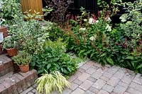Herbs on steps with Hakonechloa, Persicaria amplexi, Hydrangea and Polystichum 