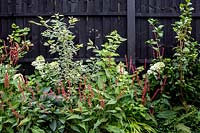 London garden designed by Nick Gough 
Border against black painted fence 
Red thin flower: Persicaria amplexi 'Orange Field' 
White flower: Hydrangea paniculata 'Limelight' 
Cornus alba 'Sibirica Variegata'