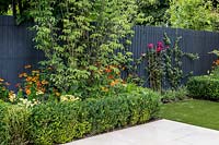 Garden design by Nick Gough 
Garden with artificial lawn with stone slab patio with 
Planting on the left: buxus sempervirens hedge, 
Orange Helenium 'Moerheim Beauty' 
Yellow Achillea 'Teracotta' 
Cornus 'Florida Rainbow' -shrub on left
Rosa 'Compassion' -trained against fence