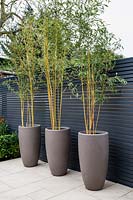 Phyllostachys aurea - Golden Bamboo in planters against fence