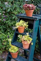 Plant ladder with succulents