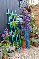 Watering herbs in tin cans hanging on trellis planter