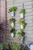 Strings of painted tin cans planted with lettuce