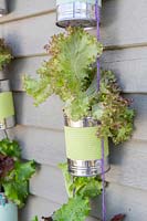 Detail of strings of painted tin cans planted with lettuce