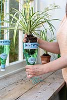 Planting Chlorophytum - Spider Plant in recycled plastic bottle