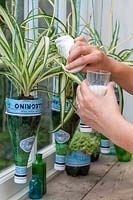 Using diluted milk and tissue paper to clean leaves of Chlorophytum - Spider Plants