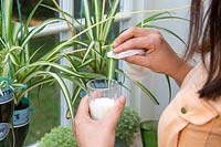 Using diluted milk and tissue paper to clean leaves of Chlorophytum - Spider Plants