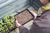 Placing Catmint seedlings in cold frame - Nepeta 'Walkers Low'