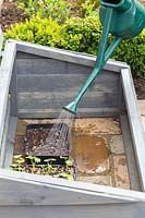 Watering Catmint seedlings in cold frame - Nepeta 'Walkers Low'