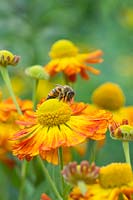Apis mellifera - Honey bee on Helenium Oldenburg - Sneezeweed