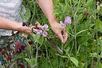 Lathyrus odoratus - Gardener cutting Sweet Peas 