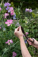 Lathyrus odoratus 'Pinkie' - Gardener cutting Sweet Peas 