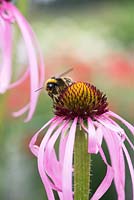 Bombus lucorum - White tailed Bumble Bee on Echinacea simulata - Pale purple coneflower 