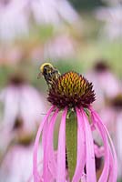 Bombus lucorum - White tailed Bumble Bee on Echinacea simulata - Pale purple coneflower 