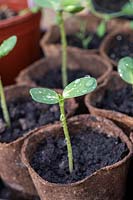 Helianthus annuus 'Sunzilla' - Giant Sunflower seedlings in biodegradable plant pots 