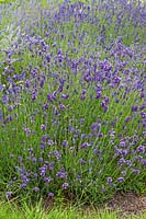 Lavandula angustifolia 'Ellagance Purple'