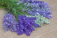 Lavandula angustifolia - Cut Lavender on hessian