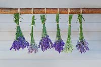 Lavandula angustifolia -  Lavender drying