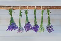 Lavandula angustifolia - Lavender drying