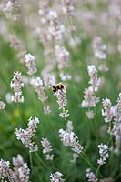 Bumble Bee on Lavandula angustifolia 'Hidcote Pink'