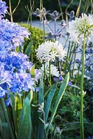 Agapanthus 'Getty White' and artificial blue agapanthus flowers - A Very Modern Problem, RHS Hampton Court Palace Flower Show 2018