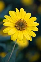 Helianthus 'Suncatcher Gold' - Sunflower