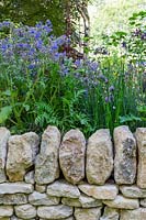 Dry stone wall with planting of Borage and Chives. The Warner Edwards Garden, a representation of Falls Farm in the Northamptonshire countryside, Sponser: Warner Edwards, RHS Chelsea Flower Show, 2018.
